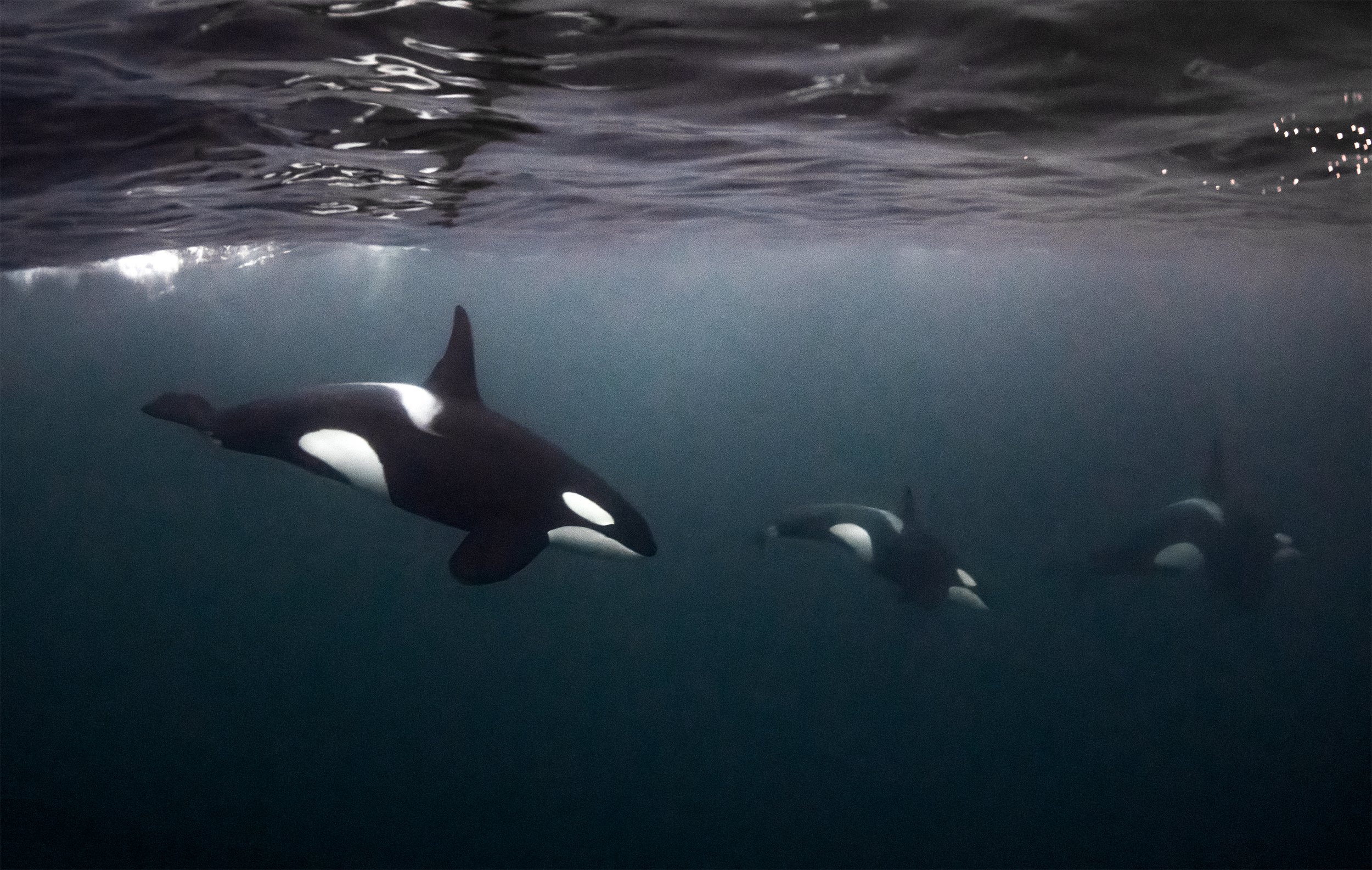 Wildlife Expeditions & Photography Adventures | SDM Adventures